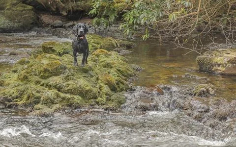 Black spaniel stood in the middle of a fast flowing river Stock Photos