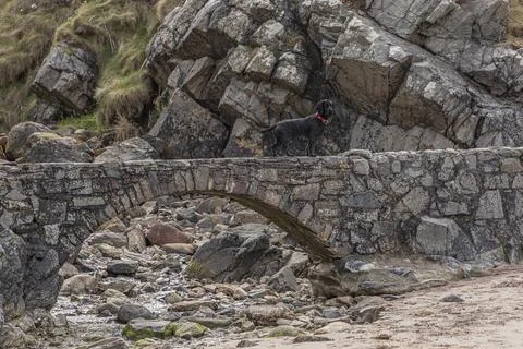 Black spaniel stood on a small stone bridge Stock Photos