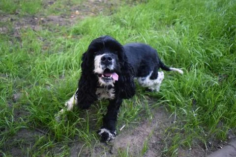 A black spaniel with white paws. Stock Photos