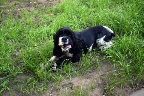 A black spaniel with white paws. Stock Photos