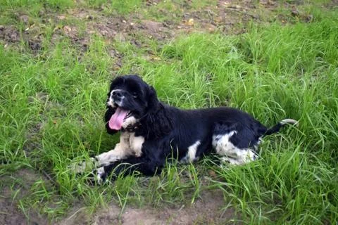 A black spaniel with white paws. Stock Photos