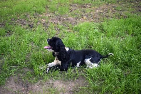 A black spaniel with white paws. Stock Photos