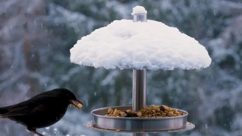 Black sparrow feeding winter Stock-Footage 270817474