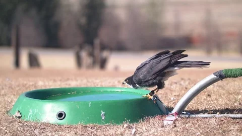 Black Sparrow Hawk drinking from bowl next to its perch Stock Footage 84026786