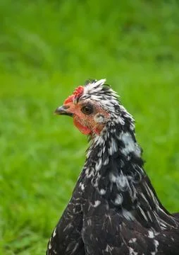 Black Speckled Hen Stock Photos