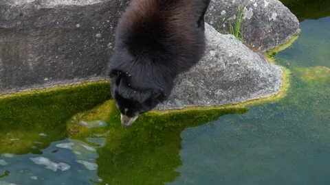 A black Spectacled bear Stock Footage 251758382