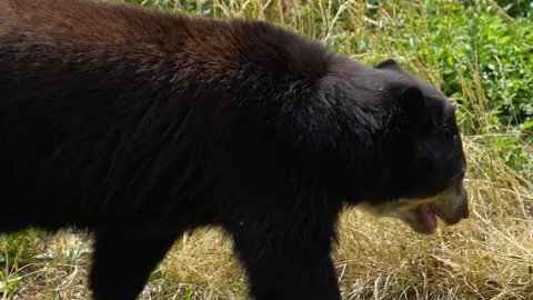 A black Spectacled bear Stock Footage 251759053