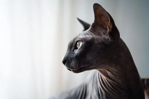 Black sphinx cat side view with a blurred background Stock Photos