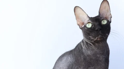Black sphinx sits on a white background blinks its eyes and moves its ears 動画素材 125506730