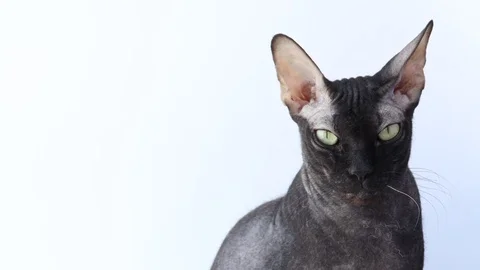 Black sphinx sits on a white background and looks at the camera 動画素材 125506896