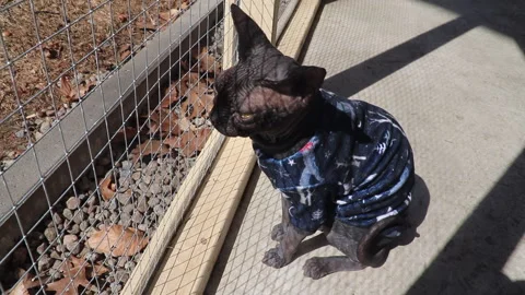 A black Sphynx cat in a cozy sweater quietly observes the outside world Stock Footage 332479232