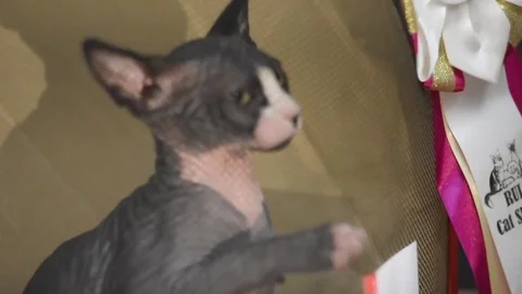 Black sphynx cat 스톡 동영상 75819239