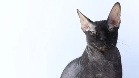 Black sphynx cat sits on a white background and twists its head Stock Footage