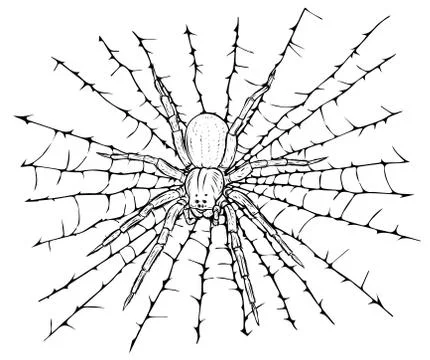 Black spider and torn web. Scary spiderweb of halloween symbol. Illustrazione stock