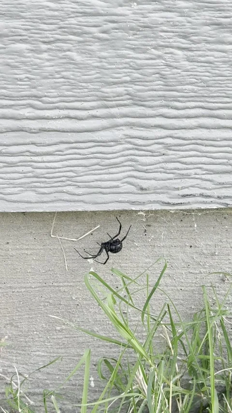Black Spider Crawling Near Grass on Outdoor Wall Stock Footage 345615465