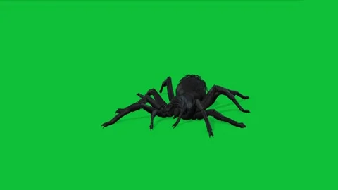 A black spider on a green background Vídeos de archivo 330931818