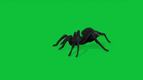 A black spider on a green background Vídeos de archivo 330931821