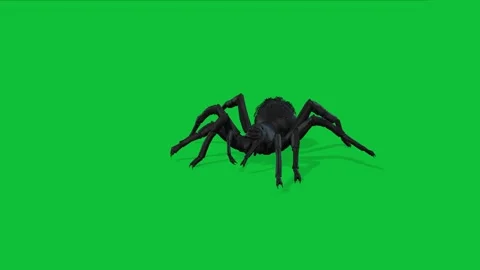 A black spider on a green background Vídeos de archivo 330931829