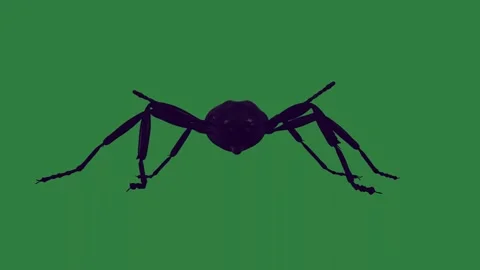 A black spider on green screen and silhouetted against animated chromakey Vídeos de archivo 335130359