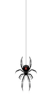 Black spider hanging on a web isolated on white background. Vector design Illustrazione stock