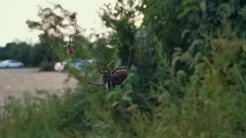 Black Spider making a web Stock Footage 160976889