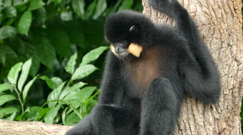 Black spider monkey eating Stock Footage 55885381