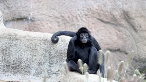 Black spider monkey eating a piece of food on a rock. Video stock 329663367