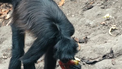 Black Spider Monkey Enjoys a Piece of Watermelon Stock Footage 314487379