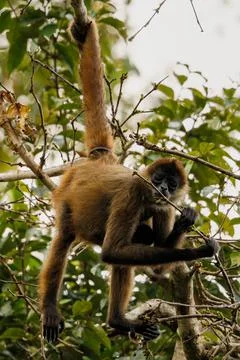 Black spider monkey hanging from its tail in Corcovado national park, Costa Rica Stock Photos