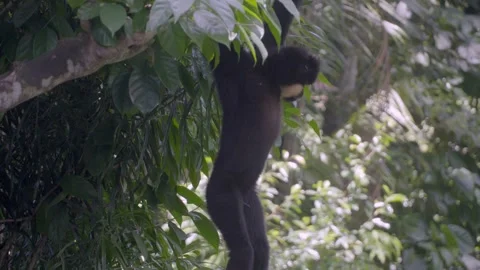 Black spider monkey hangs from tree branch Stock Footage 331445090