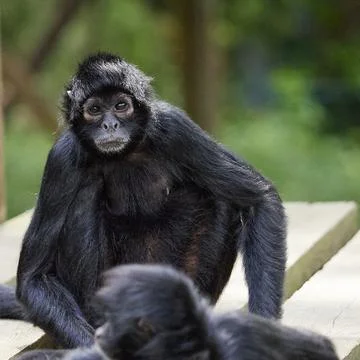 Black spider monkey looking at camera in zoo environment Stock Photos