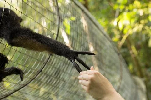 Black spider monkey reaching through zoo fence holding hand of tourist 스톡 사진