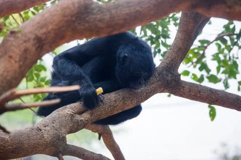 Black spider monkey in a tree Stock Photos