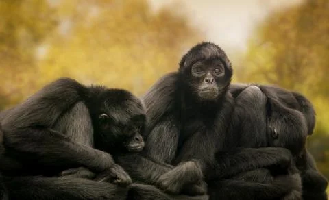 Black spider monkeys Stock Photos