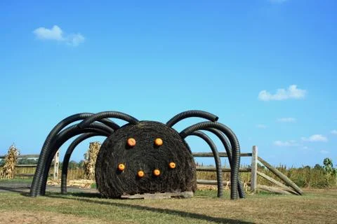 Black spider Stock Photos