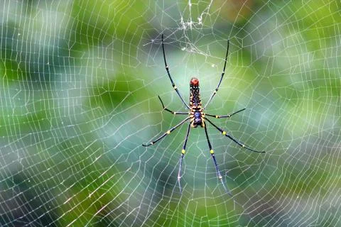 Black spider. Stock Photos