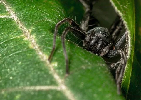 Black Spider Stock Photos