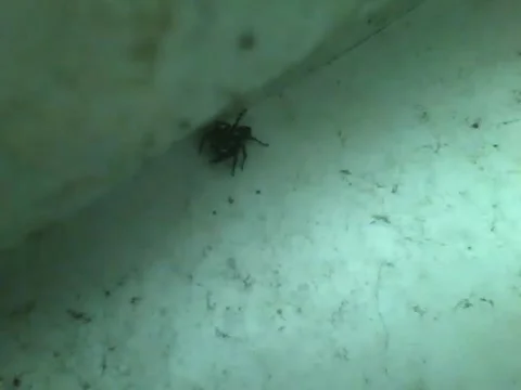 Black spider is spotted hiding in a gate, and it shows its fangs Stock Footage 159434188