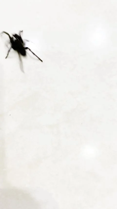 Black spider walking on white wall Video stock 286393279