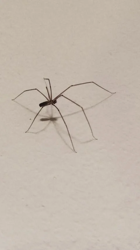 Black spider walking on white wall Stock Footage 345523433