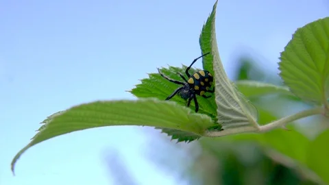Black spider with yellow spots crawls on leaf of raspberry plant, close up Stock Footage 129794107
