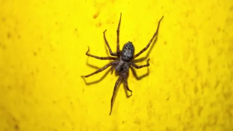 A black spider on a yellow surface. Malthonica, agelenidae spider,animation. Stock-Footage 282596121