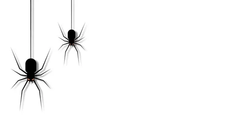 Black Spiders Hanging on Silk Threads Halloween Background Animation. Stock Footage 345123092