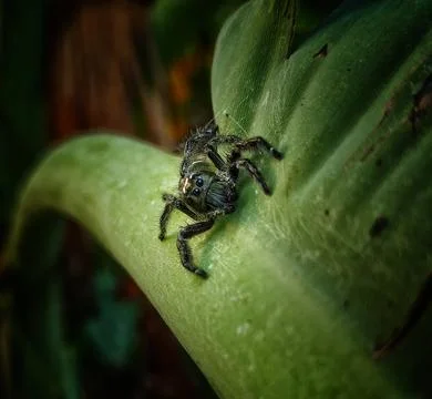 Black spiders Stock Photos