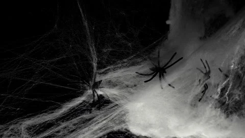 Black spiders on white web in the dark. Webs Evil Halloween mockup Stock Footage 316625667