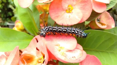 Black spiked caterpillar video Stock Footage 208826058