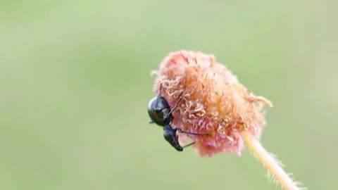 Black Spiny Ant Polyrhachis Foraging on Wild Flower Macro Close Up FHD Vidéo 321067641