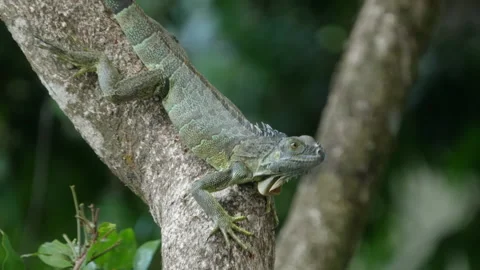 Black spiny-tailed iguana climbs down a tree Stock Footage 201052095