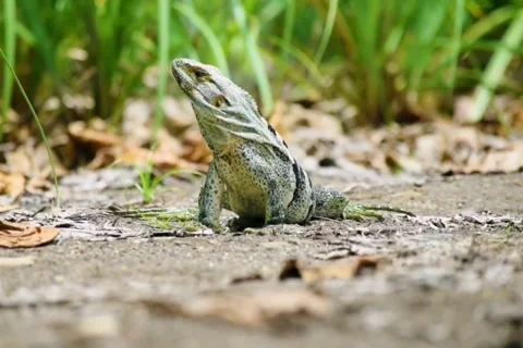 Black Spiny Tailed Iguana Lizard Sitting Alert Then Running Away Fast Stock Footage 343756271