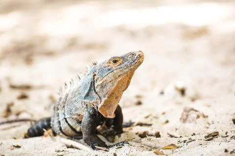Black Spiny Tailed Iguana Lizard (Ctenosaura similis), Manuel Antonio National Stock Photos